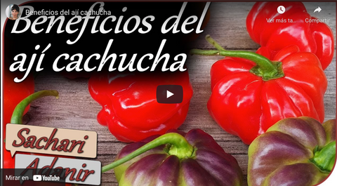 Beneficios de Aji cachucha