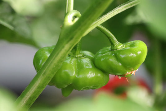 Semillas de Aji Cachucha
